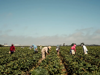 Migrant farmworkers